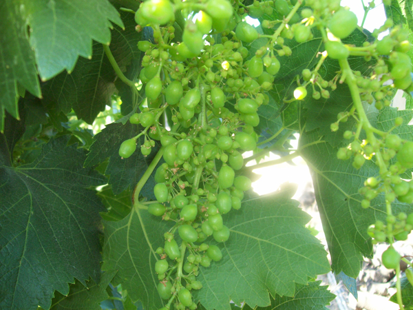 grapes should  be this size when sulfured